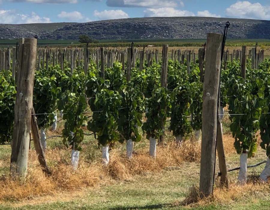 Vitivinicultura en el Sudeste Bonaerense, el CIAFBA acompaña con capacitaciones